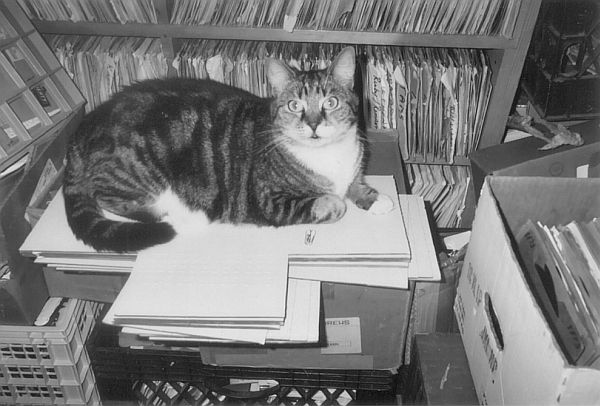 Lucky-the-cat Lucky