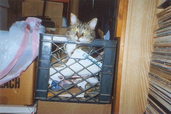 Lucky-the-cat Lucky